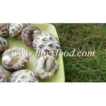 Champignons de marque, Shiitake aux fleurs blanches, Légumes sains